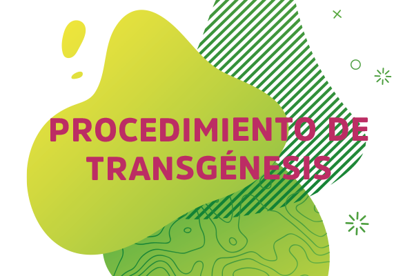 Procedimiento de transgénesis - Genética